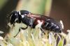 Hylaeus variegatus